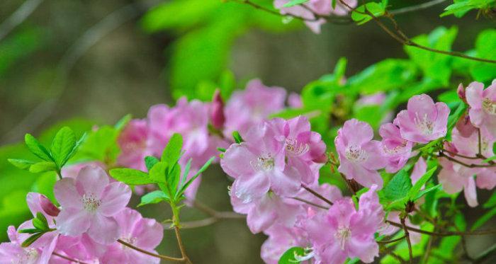 野杜鹃开花时间剖析（四季轮换稳定开花）