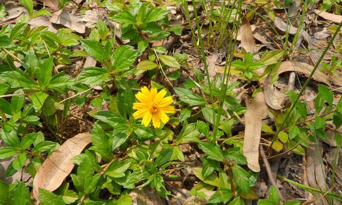 野菊花——大自然中的芬芳之灵（探寻野菊花的形态）