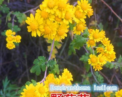 野菊花的生长习性剖析（探究其一年开花次数与相关因素）