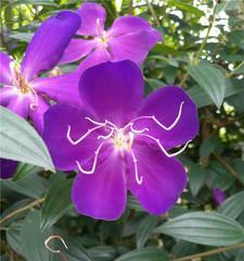 野牡丹的开花时间和花期（探秘野牡丹的美丽时刻）