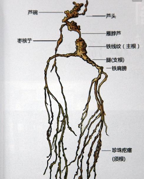 野山参的生长环境与条件（探究野山参的生长地方条件及其适宜环境）