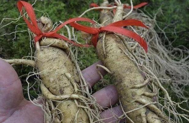 野生人参的特征（探寻野生人参的神秘面纱）