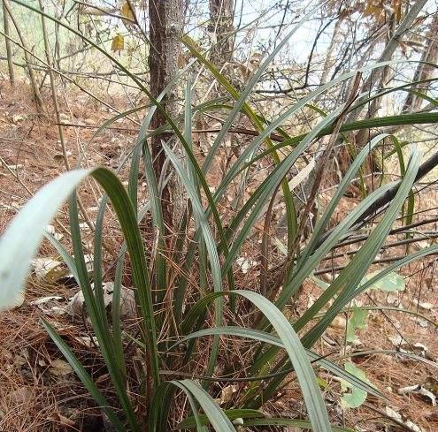 野生兰草保护之路（珍贵的植物资源）