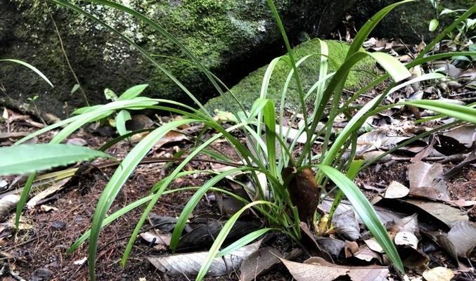 野生兰花的生长环境与条件（探寻兰花自然成长之美）