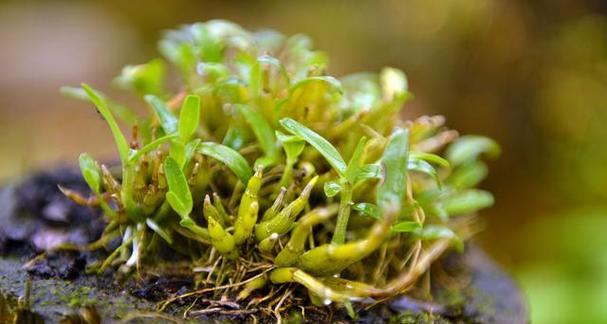 野生石斛，国家重要保护植物（探讨野生石斛的生长环境）