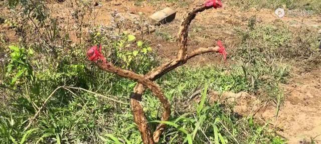 野茉莉下山桩的种植与养护（让野茉莉下山桩在你家庭花园里开满花海）