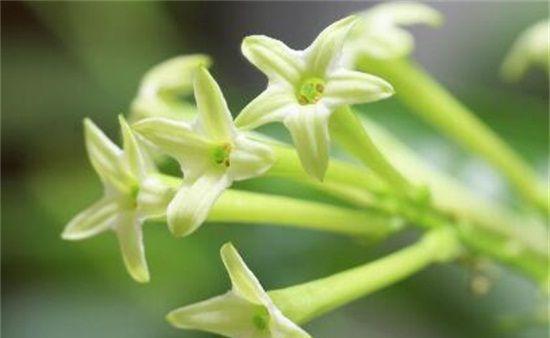 夜来香花期及生长习性的详解（夜来香花期）