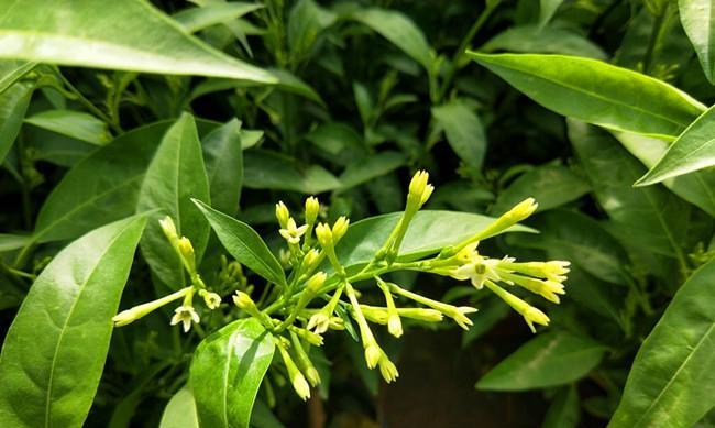 夜来香花期（一年中最美的花期）