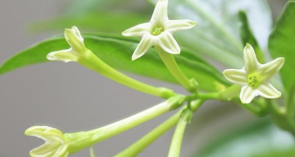 夜来香花语赏析（探秘夜来香）