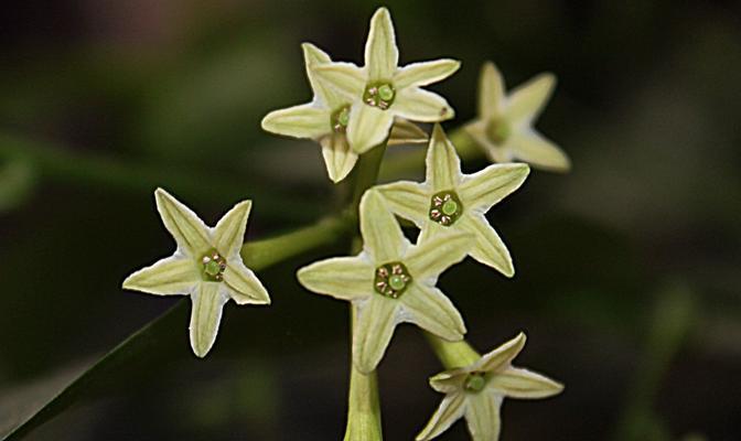 夜来香是否真的四季开花（揭开夜来香花语神秘面纱）