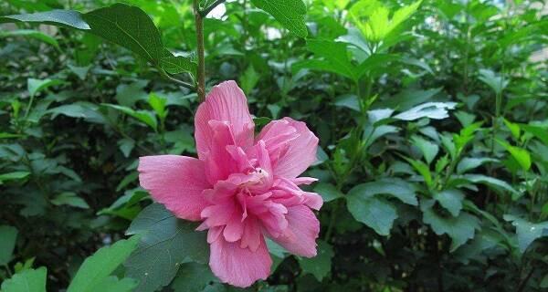 守护一生——以百合花的花语为主题（百合花的花语意味着爱情的长久和承诺）