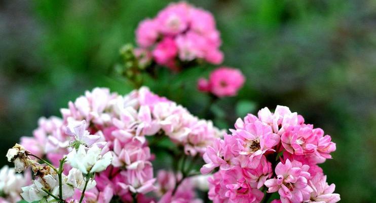 相逢之花——以百合花为主题的花语探析（百合花的花语及象征意义）