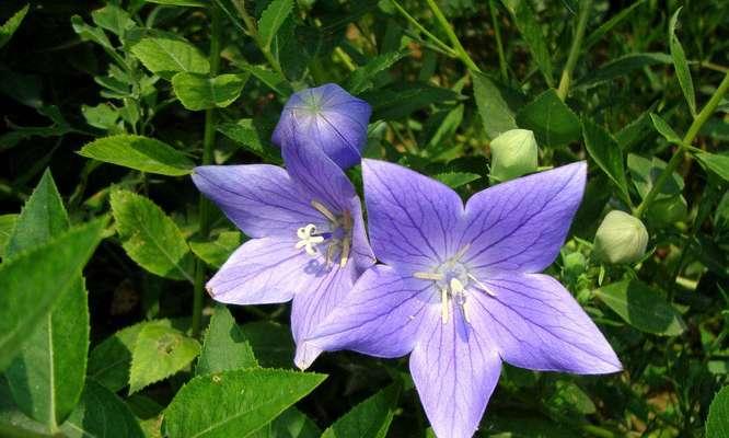 相信之花（菊花）