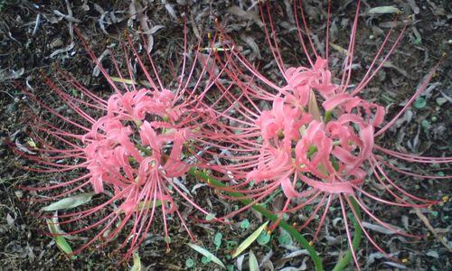 花语告白，我想见你（向你传递爱意的15种花朵）