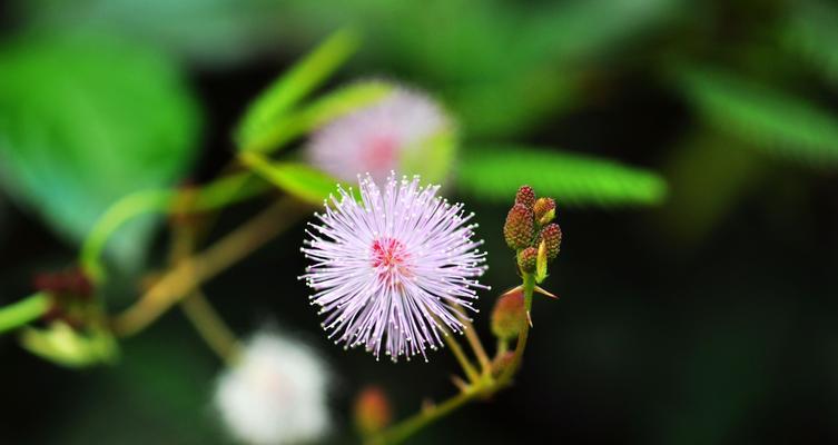 羞涩花语——以牡丹为主题的文章（花开不言）