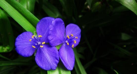 青莲花语（用花语倾听）