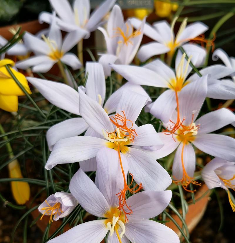 魅惑的花语——扬花的魅力（以扬花的花语为主题）