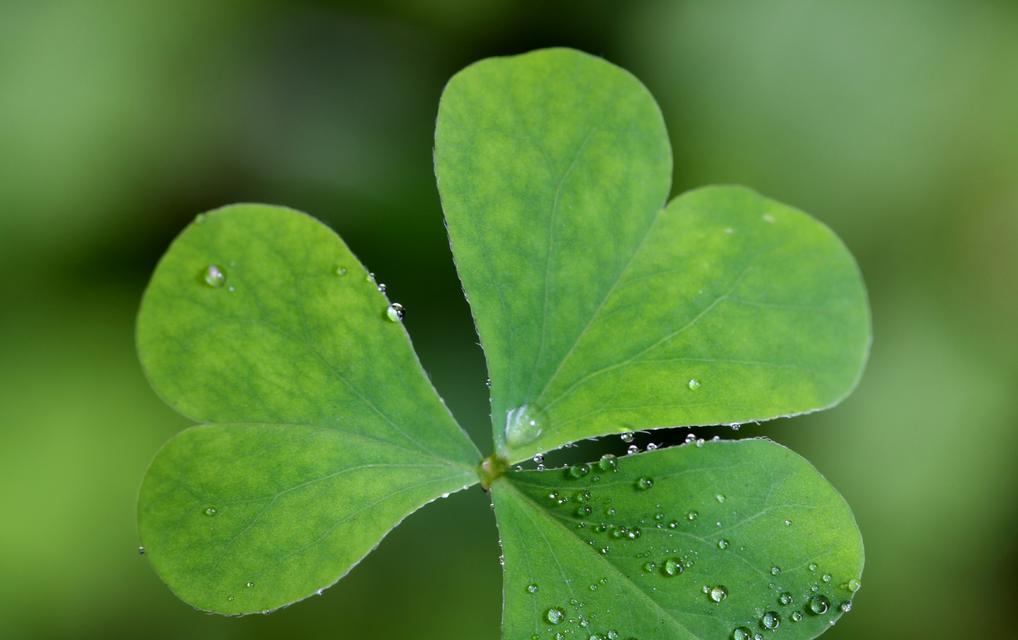 四叶草的寓意与象征意义（探寻四叶草的神奇力量及其隐含的吉祥寓意）