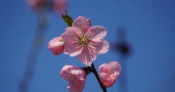 桃花花语与寓意（桃花的花语代表什么）