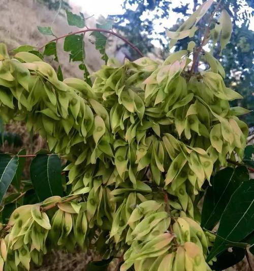 香椿树开花的寓意与意义（探索香椿树开花的奇妙之处）