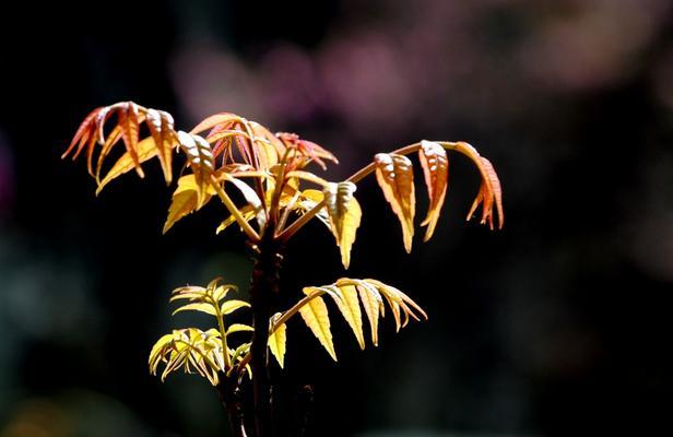 香椿树开花的寓意和预示（探寻香椿开花的神秘之处）