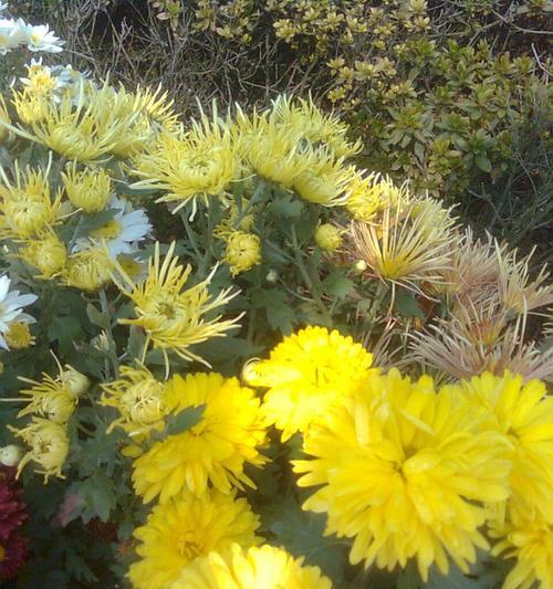 湘潭市花——菊花的象征与寓意（湘潭市花菊花的文化内涵和美丽魅力）