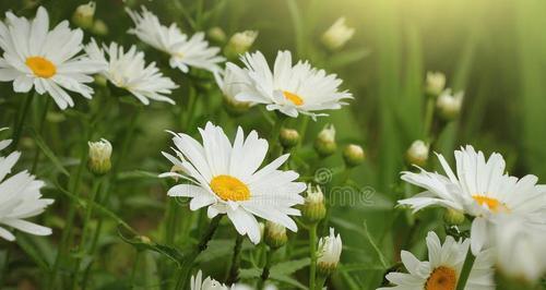 小雏菊的花语与美好寓意（探索小雏菊的含义）