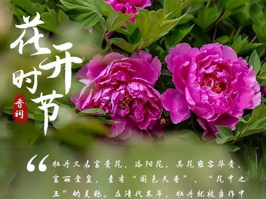 烟花菊（烟花菊的花语和寓意揭示了人生中的美好与希望）