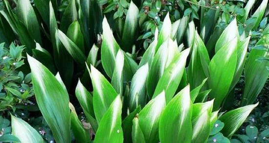 “生命之花（勇敢面对逆境的植物世界）