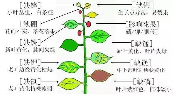 如何正确修剪金桔树（教你轻松掌握金桔树的修剪技巧）