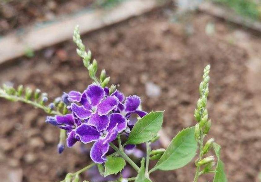 金露花开花时间解析（揭秘金露花开花季节）