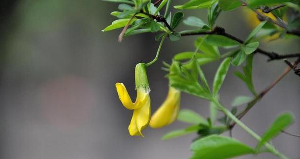 金雀花是木本植物还是草本植物（探究金雀花的生态习性与药用功效）