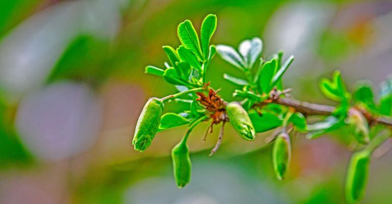 金雀梅的开花时间及特点（一年开几次花）