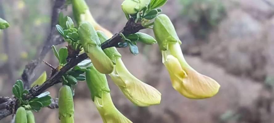 金雀一年开几次花？——揭秘金雀花的开花时间