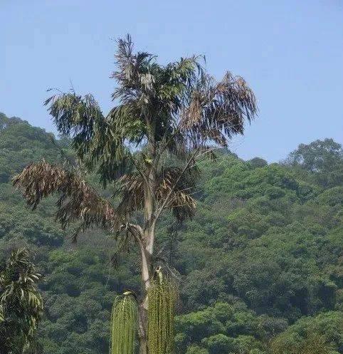 解密金山葵果实的正确食用方法与功效作用（探寻金山葵果实的营养价值及药用价值）