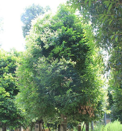 金丝楠木北方种植指南（适合哪里种植）