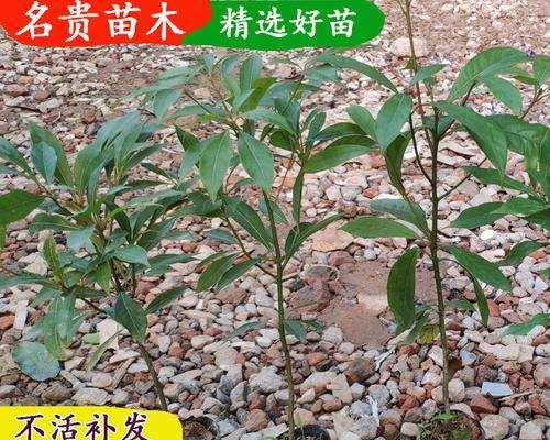 院子里种金丝楠木的优缺点剖析（种植金丝楠木需知的15个要点）