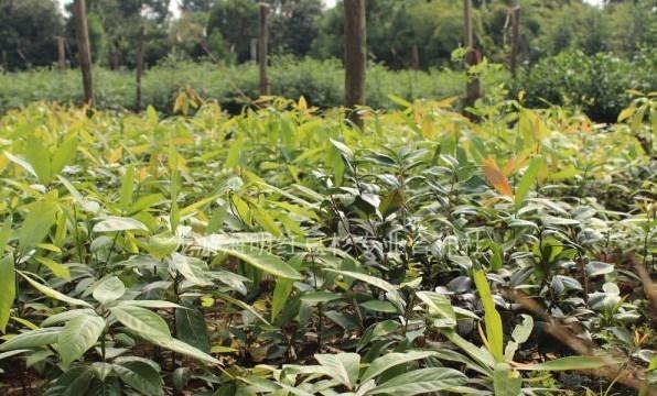 金丝楠木南方适宜种植吗（金丝楠木南方生长条件）