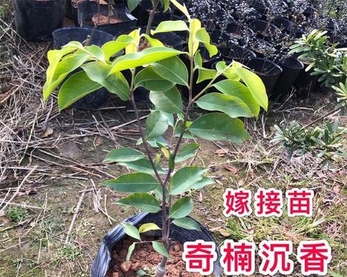 如何科学施肥，让金丝楠木茁壮成长（掌握这些关键肥料）