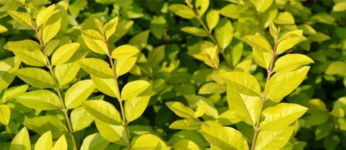 金叶女贞，一种木本植物（探究金叶女贞的生长环境和特征）