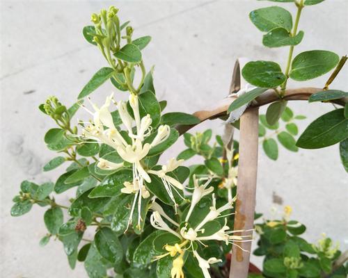 金银花开花时间及特点（金银花的开花周期）