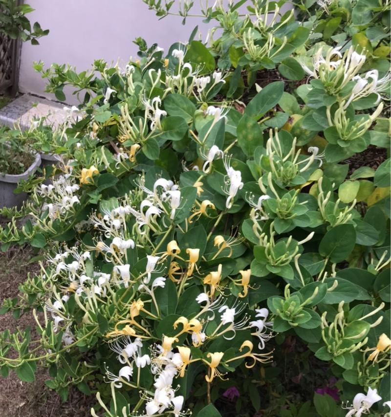 金银花花期是什么时候（了解金银花花期）