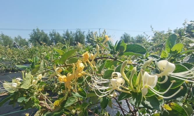 金银花开花季节剖析（金银花开花时间及开花特征）