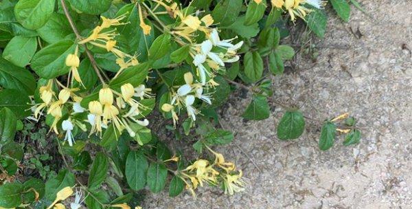 金银花种植指南（春季如何选地选苗）