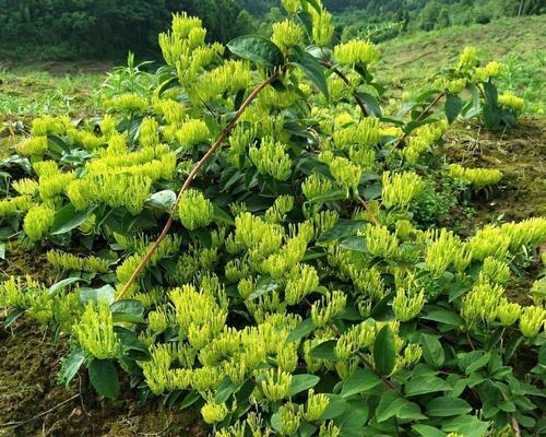 金银花的生长习性与药用价值（探秘藤本植物的神奇之处）