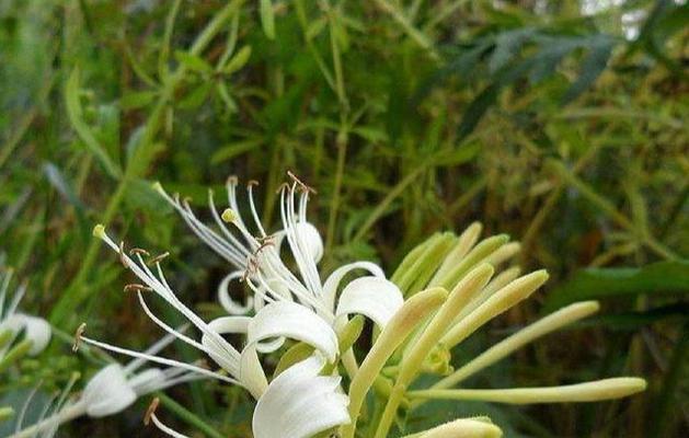 怎样处理金银花叶子干枯问题（详解金银花叶子干枯的原因和解决方法）