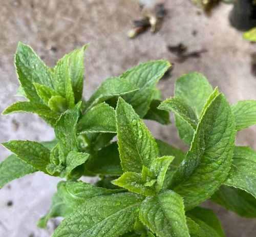 金银花叶子的泡水喝法及功效（金银花叶子的营养价值和药用功效）