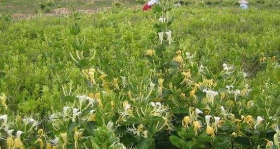 如何栽种金银花（从种子到开花全过程）