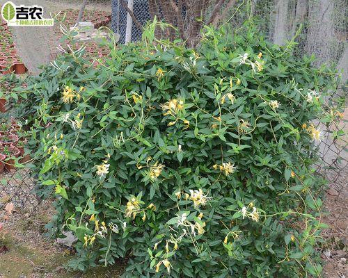 金银花的生长环境（从土壤到气候）