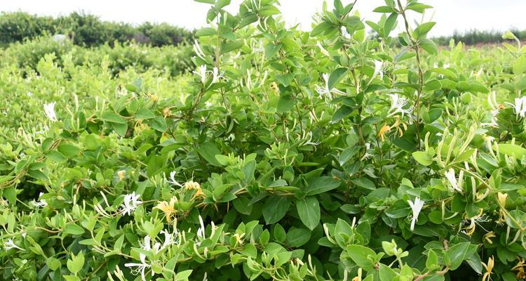 金银花种植间距及其对花果产量的影响（探究金银花种植间距的最佳设置方案）